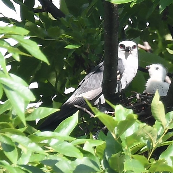 Mississippi Kite