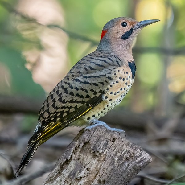 Northern Flicker