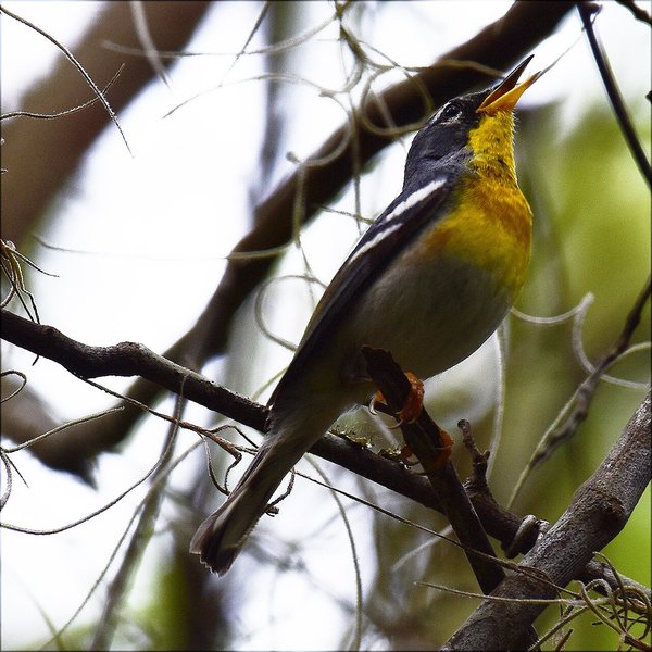 Northern Parula