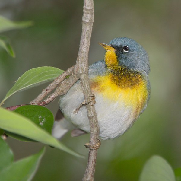 Northern Parula