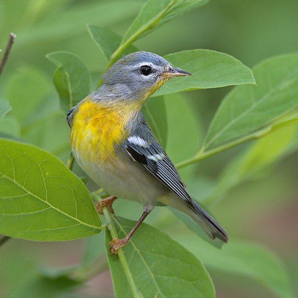 Northern Parula