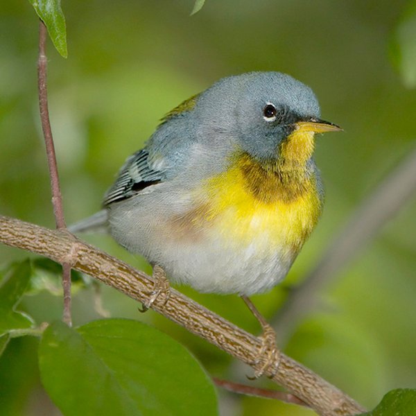 Northern Parula