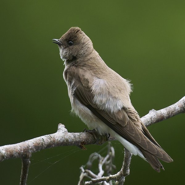 Northern Rough-winged Swallow