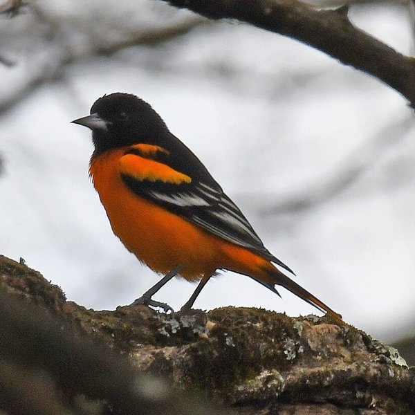 Orchard Oriole