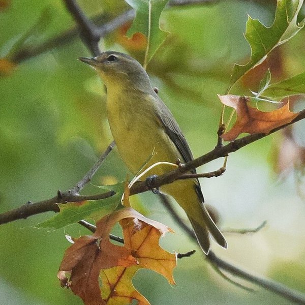 Philadelphia Vireo