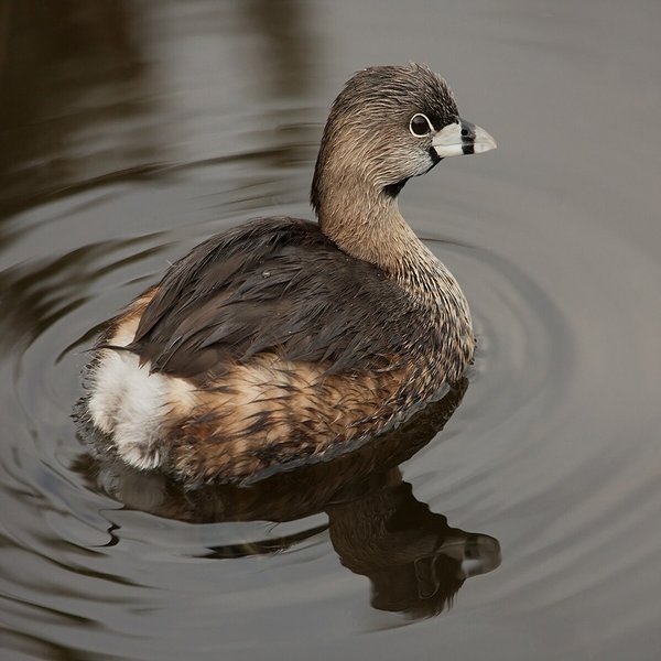 Pied-billed Grebe