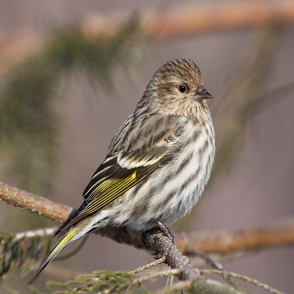 Pine Siskin