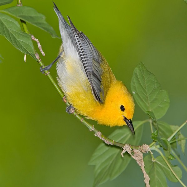 Prothonotary Warbler
