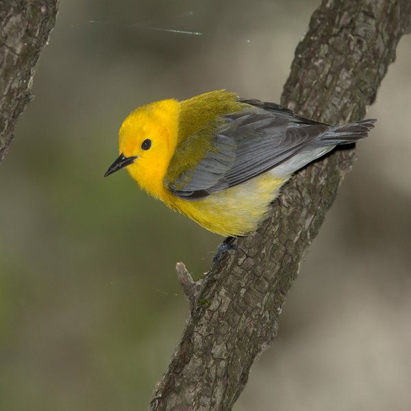 Prothonotary Warbler