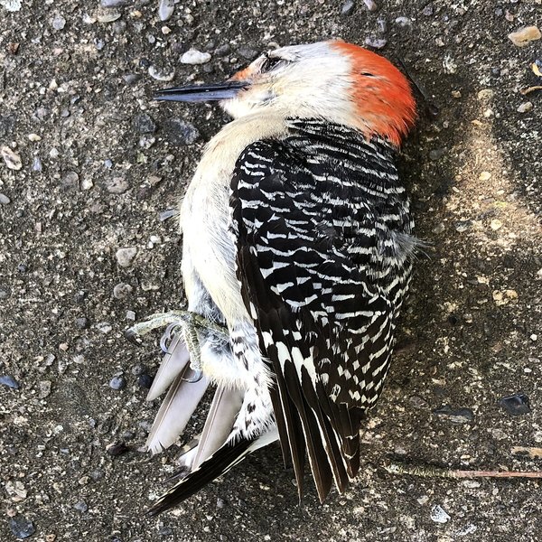 Red-bellied Woodpecker