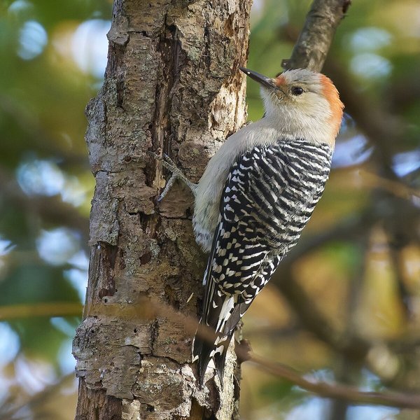 Red-bellied Woodpecker