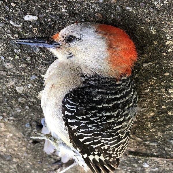 Red-bellied Woodpecker