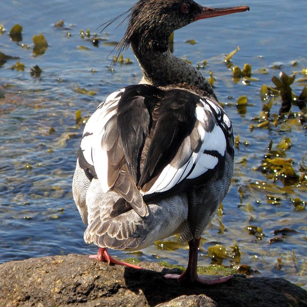 Red-breasted Merganser
