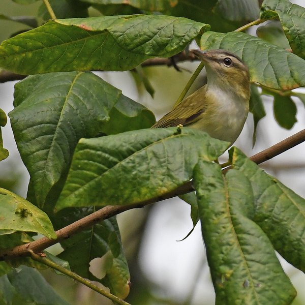 Red-eyed Vireo