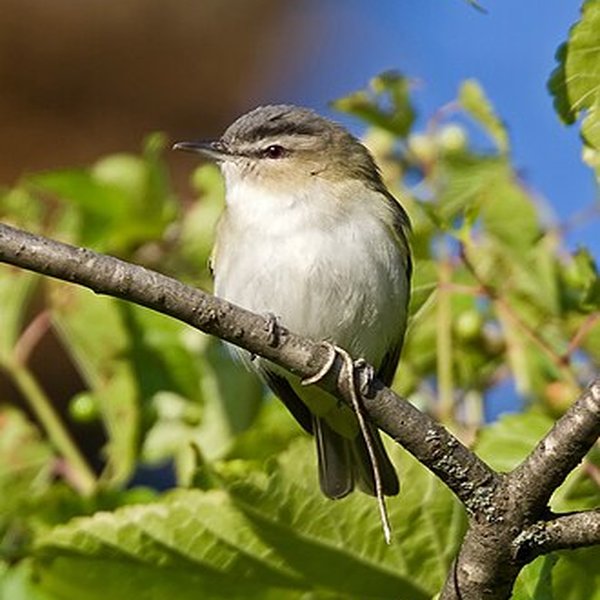 Red-eyed Vireo