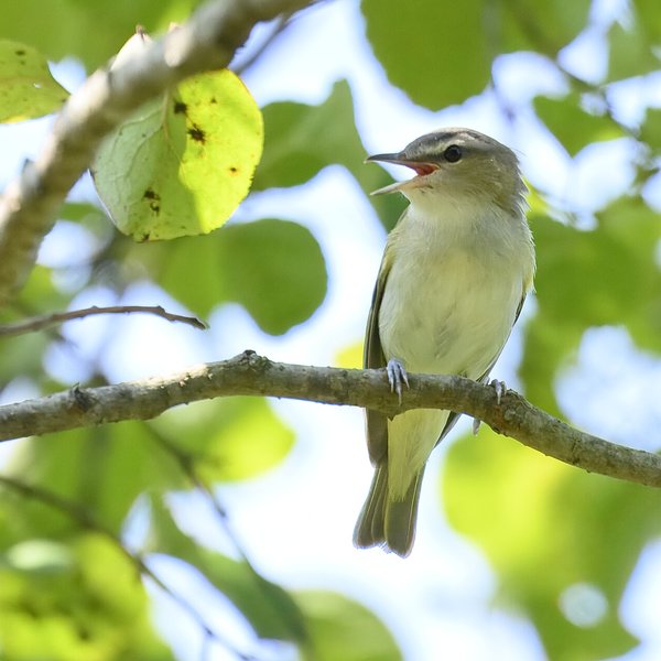 Red-eyed Vireo
