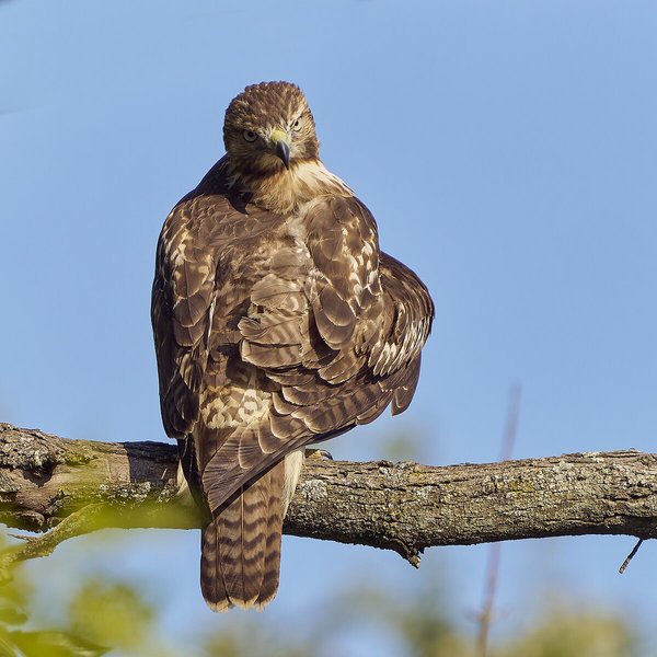 Red-tailed Hawk