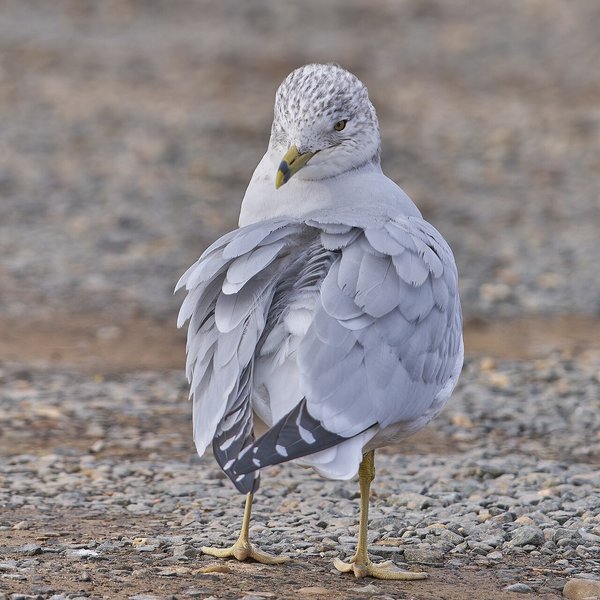 Ring-billed Gull