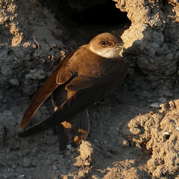 Sand Martin