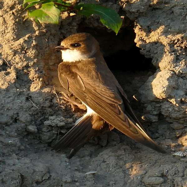 Sand Martin