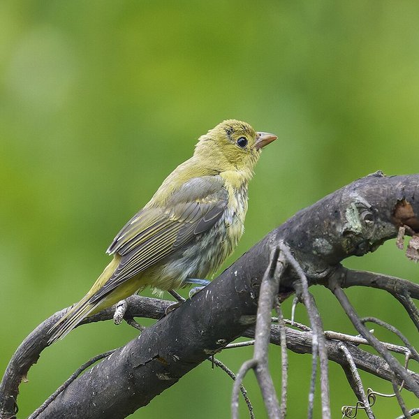 Scarlet Tanager