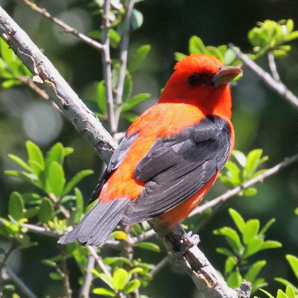 Scarlet Tanager