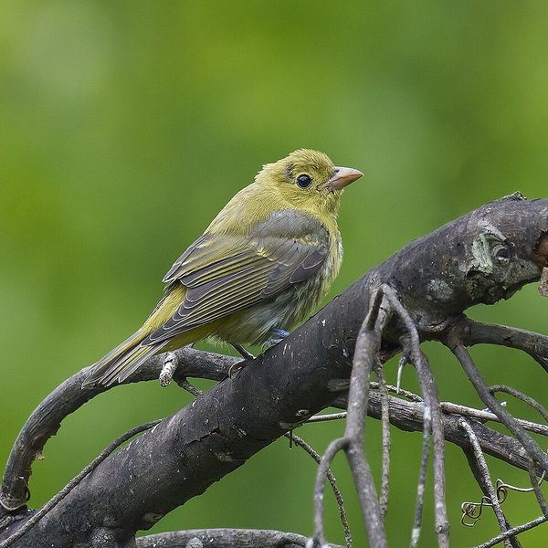 Scarlet Tanager