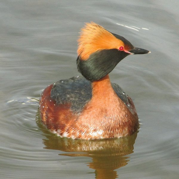 Slavonian Grebe