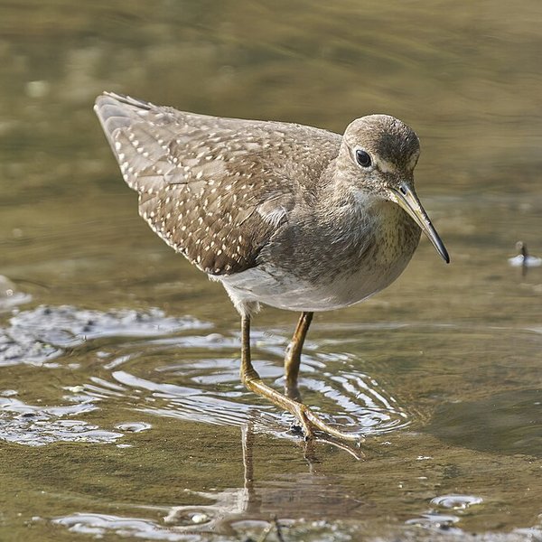 Solitary Sandpiper
