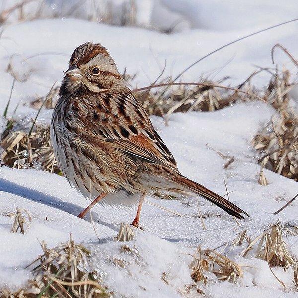 Song Sparrow