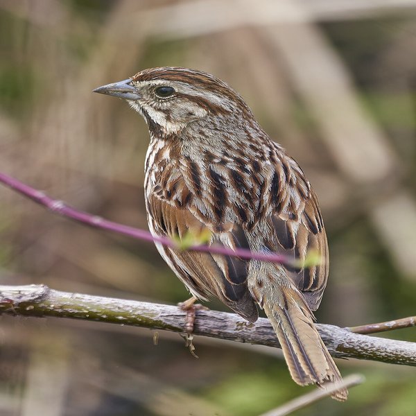 Song Sparrow