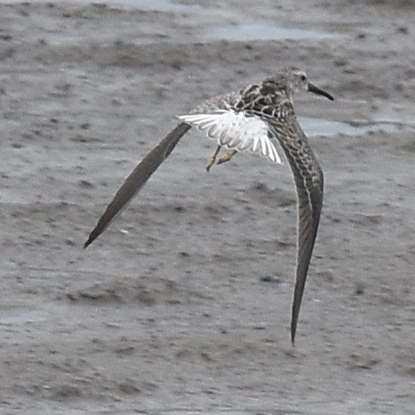 Stilt Sandpiper