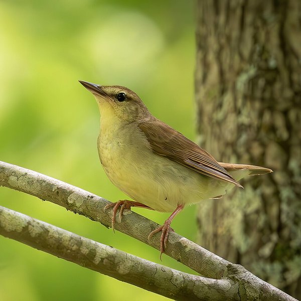 Swainson's Warbler