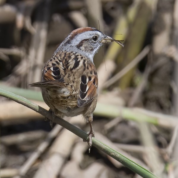 Swamp Sparrow