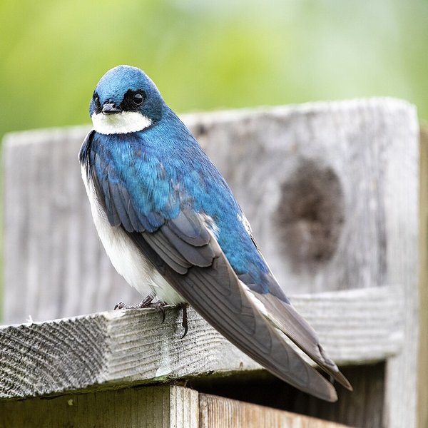 Tree Swallow
