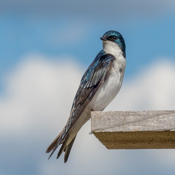 Tree Swallow
