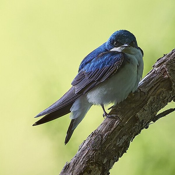 Tree Swallow
