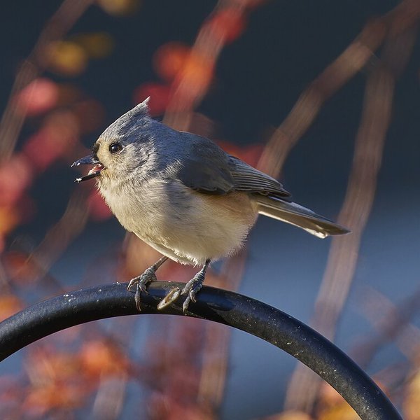 Tufted Titmouse