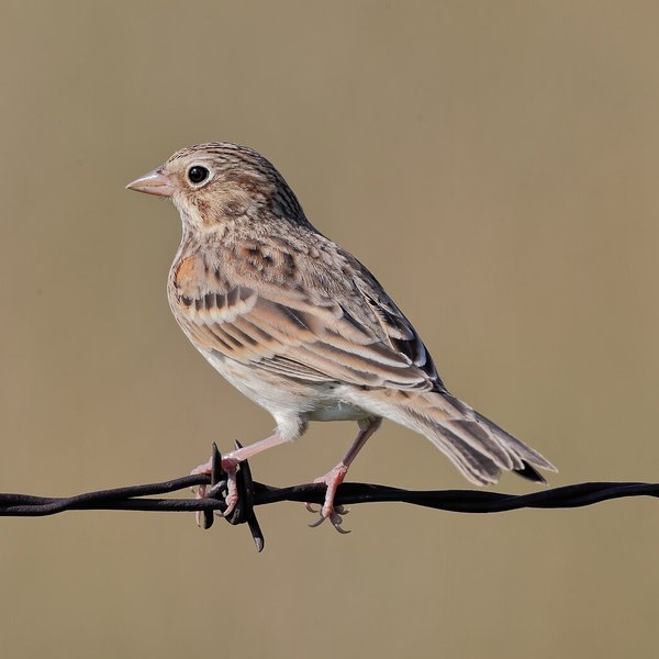 Vesper Sparrow