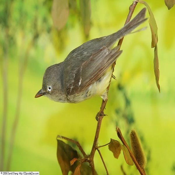 White-eyed Vireo