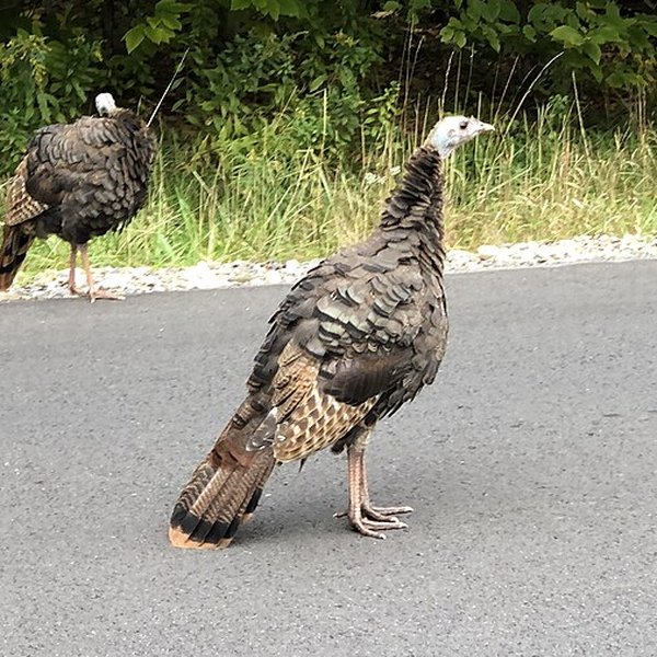 Wild Turkey