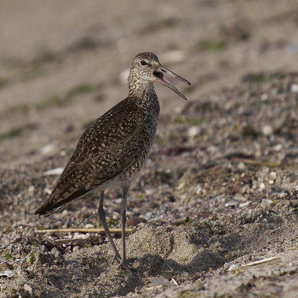 Willet