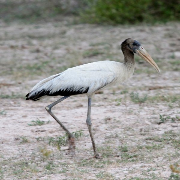 Wood Stork