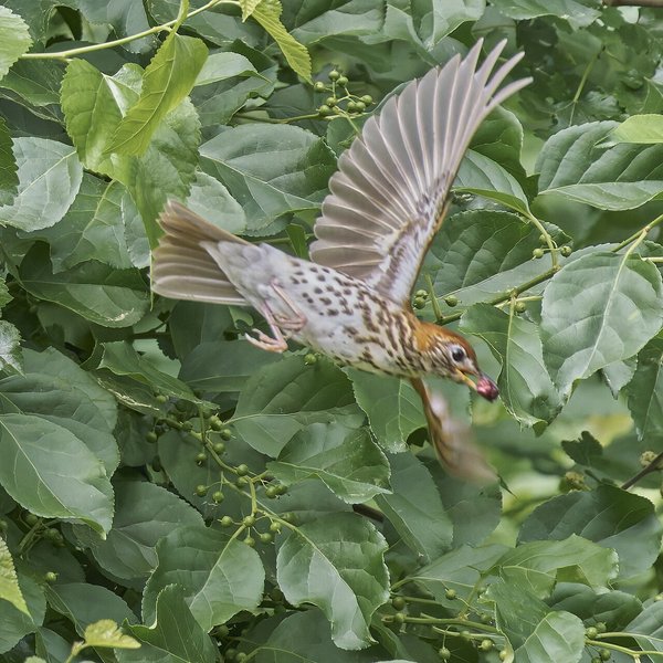 Wood Thrush