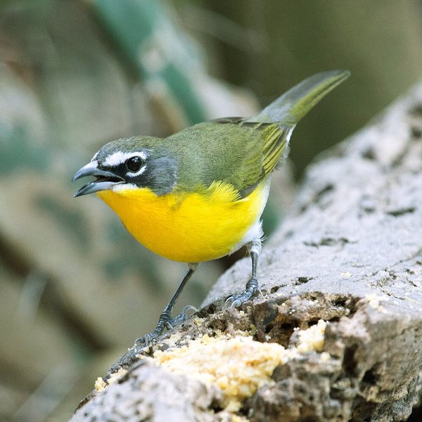 Yellow-breasted Chat