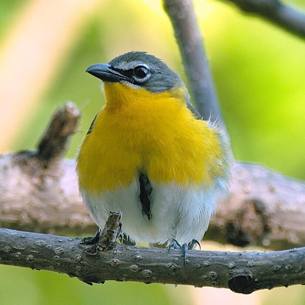 Yellow-breasted Chat