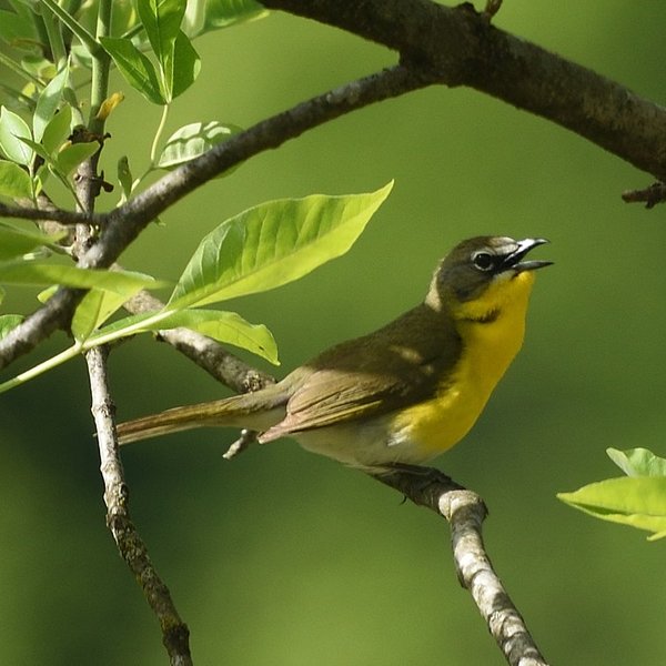 Yellow-breasted Chat
