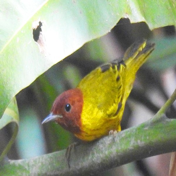 Yellow Warbler