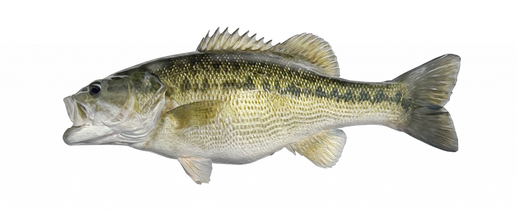 Alabama Bass illustration