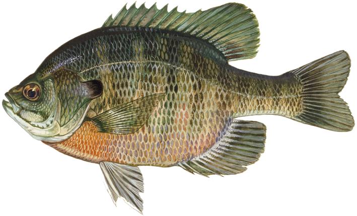 Bluegill & Shellcracker illustration